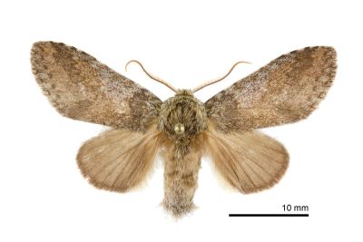 霧迴舟蛾 Disparia diluta variegata 雄蟲