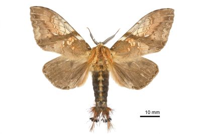 著蕊尾舟蛾 Dudusa nobilis 雄蟲