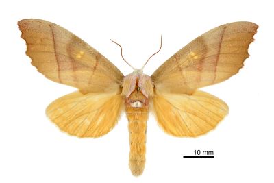 二斑黃星舟蛾 Euhampsonia cristata 雌蟲