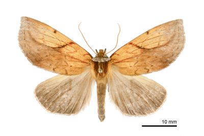 金優舟蛾 Eushachia aurata auripennis 雌蟲
