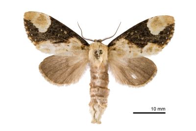 褐頂斑舟蛾 Formofentonia orbifer rotundata 雌蟲