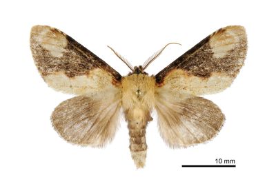 褐頂斑舟蛾 Formofentonia orbifer rotundata 雄蟲