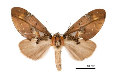錦舟蛾 Ginshachia elongata 雌蟲