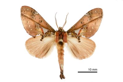 錦舟蛾 Ginshachia elongata 雄蟲