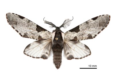 鹿枝背舟蛾 Harpyia formosicola 雄蟲