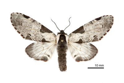 鹿枝背舟蛾 Harpyia formosicola 雌蟲