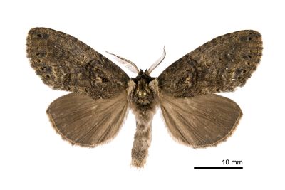 絲舟蛾 Higena trichosticha 雄蟲