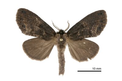 絲舟蛾 Higena trichosticha 雌蟲
