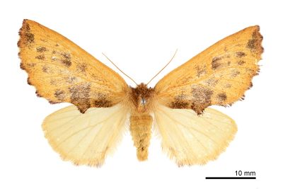 余氏麗斑舟蛾 Himeropteryx yui 雌蟲