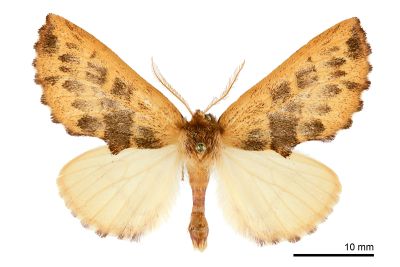 余氏麗斑舟蛾 Himeropteryx yui 雄蟲