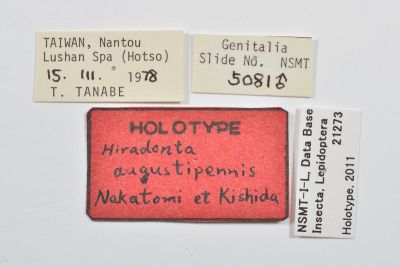 暗齒舟蛾 Hiradonta angustipennis