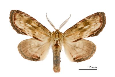 皮靄舟蛾 Hupodonta corticalis 雄蟲