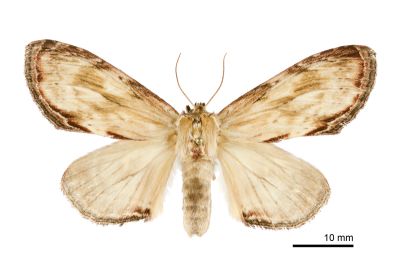 皮靄舟蛾 Hupodonta corticalis 雌蟲