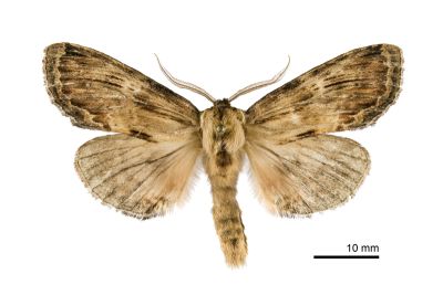 木靄舟蛾 Hupodonta lignea 雄蟲