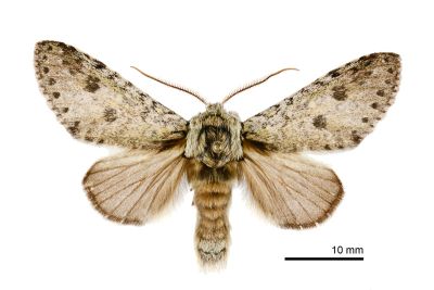 雙點潘舟蛾 Libido bipunctata 雄蟲