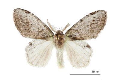 中灰舟蛾 Liparopsis postalbida 雄蟲