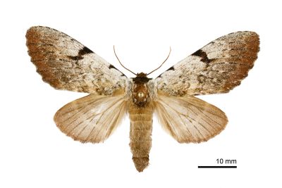 短臂冠舟蛾 Lophocosma amplificans 雌蟲
