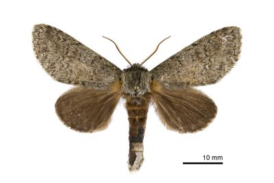 間掌舟蛾 Mesophalera sigmata 雄蟲