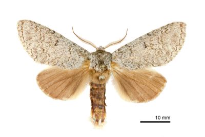 擬間掌舟蛾 Mesophalera stigmatoides 雄蟲