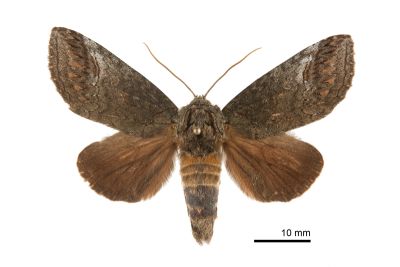 褐綠間翅舟蛾 Methodioptera bruno 雌蟲