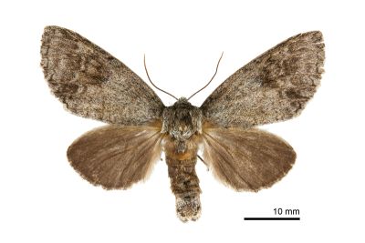 間掌舟蛾 Mesophalera sigmata 雌蟲