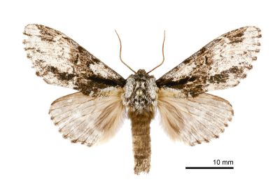 幻心舟蛾 Metriaeschra apatela elegans 雄蟲