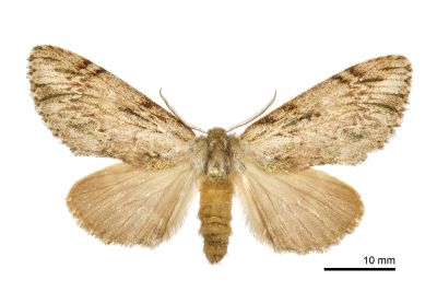 灰小掌舟蛾 Microphalera grisea yoshimotoi 雌蟲