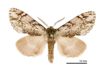 灰小掌舟蛾 Microphalera grisea yoshimotoi 雄蟲