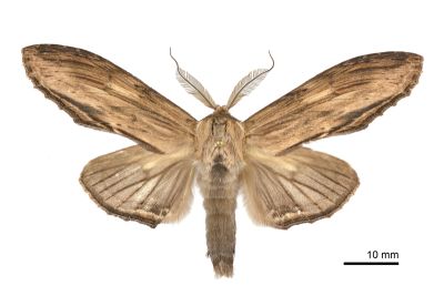 線峭舟蛾 Rachia lineata 雄蟲
