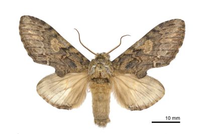白菇舟蛾 Rachiades lichenicolor albimaculata 雄蟲