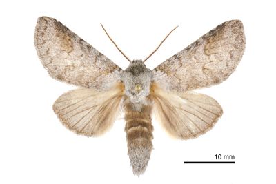 銳齒新林舟蛾 Neodrymonia acuminata 雄蟲