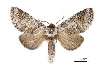 銳齒新林舟蛾 Neodrymonia acuminata 雌蟲