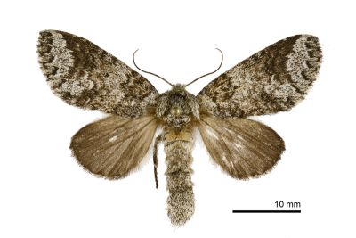 藕色新林舟蛾 Neodrymonia comes 雌蟲