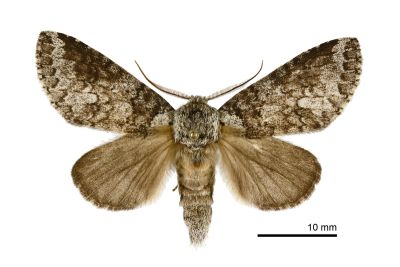 藕色新林舟蛾 Neodrymonia comes 雄蟲