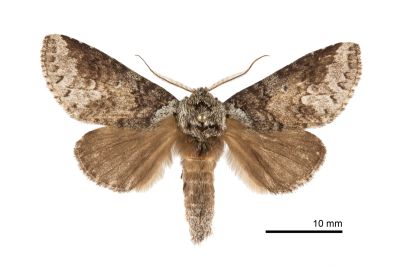 藕色新林舟蛾 Neodrymonia comes 雄蟲