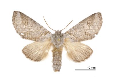 緣紋新林舟蛾 Neodrymonia marginalis 雌蟲