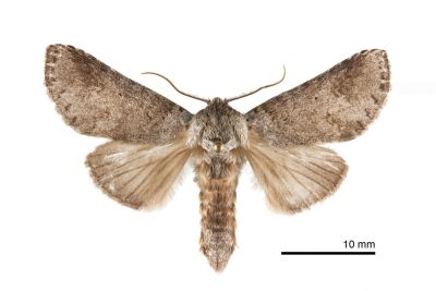 緣紋新林舟蛾 Neodrymonia marginalis 雄蟲