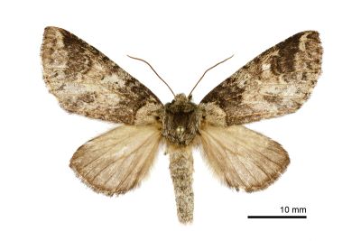連點新林舟蛾 Neodrymonia basalis seriatopunctata 雌蟲