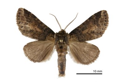 連點新林舟蛾 Neodrymonia basalis seriatopunctata 雄蟲