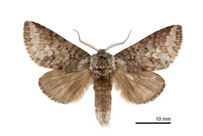 藕色新林舟蛾 Neodrymonia comes 雄蟲