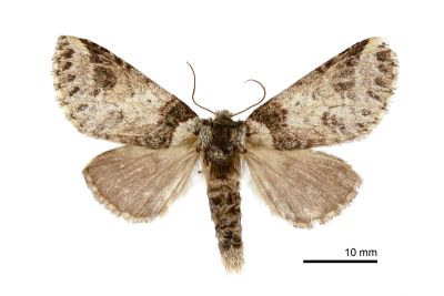 連點新林舟蛾 Neodrymonia basalis seriatopunctata 雌蟲