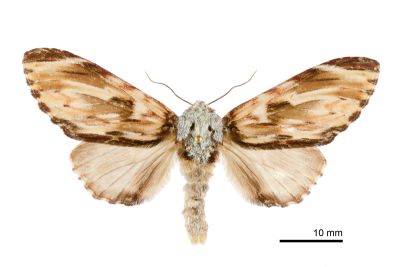 雲舟蛾 Neopheosia fasciata fasciata 雌蟲