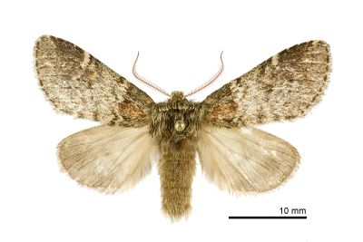 薄霧舟蛾 Nephodonta cognata 雄蟲
