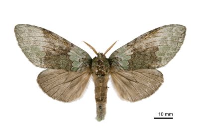 梭舟蛾 Netria multispinae multispinae 雌蟲