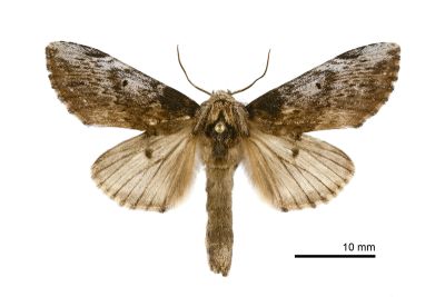 朴娜舟蛾 Norracoides basinotata 雄蟲