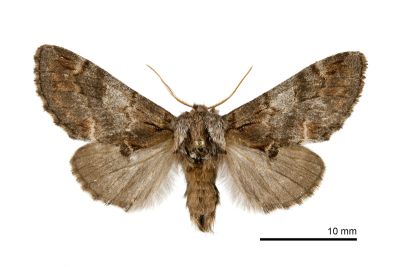 灰舟蛾 Notodonta griseotincta 雌蟲