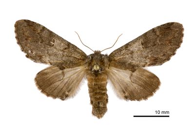 灰舟蛾 Notodonta griseotincta 雄蟲