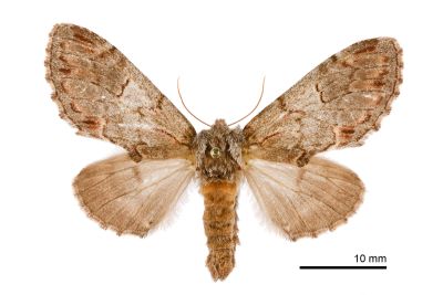 灰舟蛾 Notodonta griseotincta 雌蟲