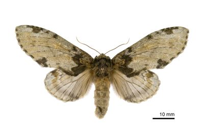 星內斑舟蛾 Peridea moorei ochreipennis 雌蟲