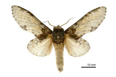 星內斑舟蛾 Peridea moorei ochreipennis 雄蟲